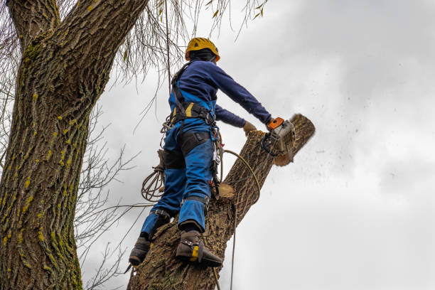 How Our Tree Care Process Works  in  Williamsburg, PA