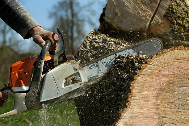 Lawn Grading and Leveling in Williamsburg, PA